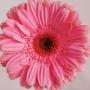 Seminte profesionale  Gerbera jamesonii - Gerbera - imagine 49198